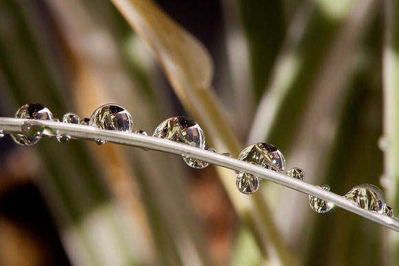 backyard_20091031_0306