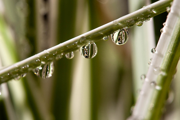 backyard_20091031_0300