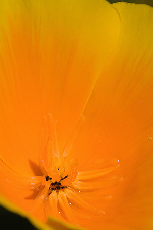 Getty_041307_0087