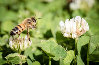 Insects