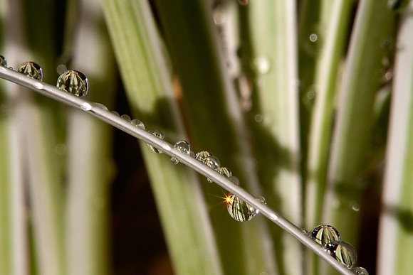 backyard_20091031_0307