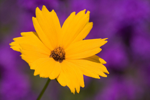 Huntington Gardens_052607_0039