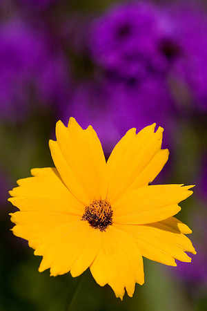 Huntington Gardens_052607_0042