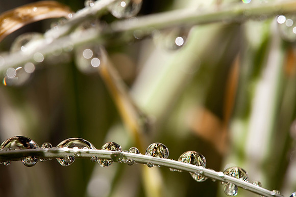 backyard_20091031_0301