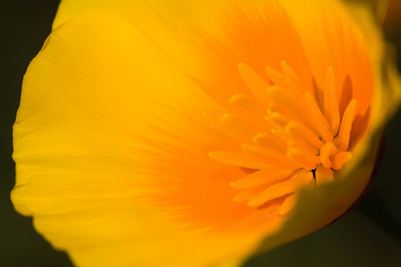 Getty_041307_0092