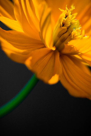 BackyardFlowers_06292007_0622