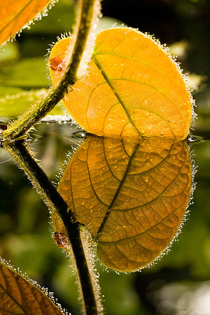 Huntington Gardens_052607_0152